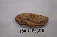 藏品(脊椎動物頭部演化)的圖片